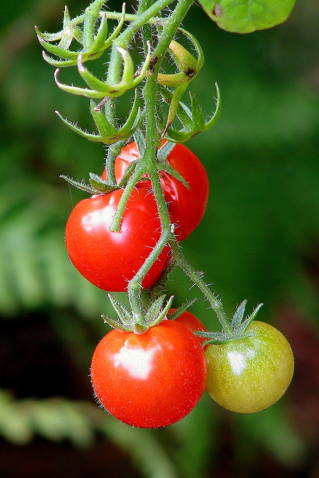 red tomatoes on vine