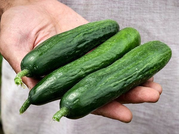 beit alpha cucumbers in hand